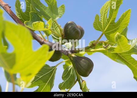 Figues comestibles, figues communes, figuier (Ficus carica), figues sur une branche à l'époque de la floraison , Allemagne Banque D'Images