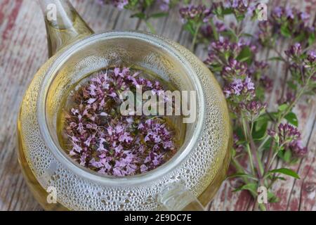 Origanum sauvage, marjoram sauvage (Origanum vulgare), thé autofabriqué à partir de marjoram sauvage, Allemagne Banque D'Images