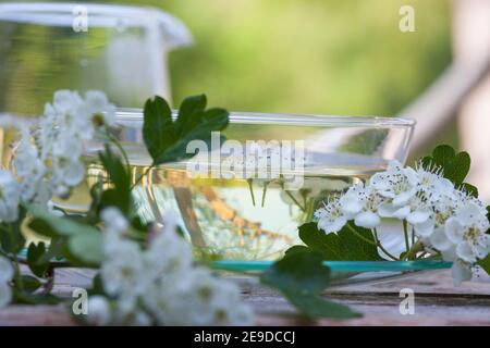 Aubépine, aubépine, aubépine anglaise (Crataegus monogyna), thé aubépine-fleur autofabriqué, Allemagne Banque D'Images