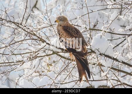 Cerf-volant (Milvus milvus), perché sur une branche dans un paysage enneigé, Suisse, Sankt Gallen Banque D'Images