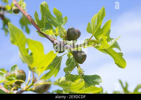Figues comestibles, figues communes, figuier (Ficus carica), figues sur une branche à l'époque de la floraison , Allemagne Banque D'Images