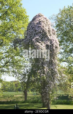 Montagne vierge-bower (Clematis montana rubens ), floraison dans un arbre Banque D'Images