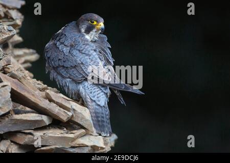 faucon pèlerin (Falco peregrinus), toilettage des perches sur un tas de pierres, vue arrière, Royaume-Uni, pays de Galles, Pembrokeshire Banque D'Images