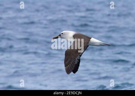 Albatros à nez jaune de l'Atlantique (Thalassarche chlororhynchos), adulte en vol montrant les parties supérieures, Afrique du Sud, Cap occidental Banque D'Images