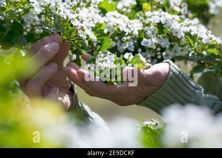 Aubépine commune, aubépine à tête unique, aubépine anglaise (Crataegus monogyna), récolte de fleurs aubépine, Allemagne Banque D'Images