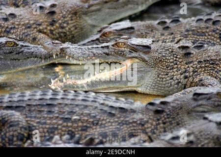 Crocodile d'eau salée, crocodile estuarien (Crocodylus porosus), crocodiles d'eau salée dans un bassin d'eau d'une station de reproduction, Australie, Queensland Banque D'Images