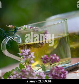 Origanum sauvage, marjoram sauvage (Origanum vulgare), thé autofabriqué à partir de marjoram sauvage, Allemagne Banque D'Images
