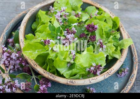 Origanum sauvage, marjolaine sauvage (Origanum vulgare), salade avec fleurs d'origanum sauvage, Allemagne Banque D'Images