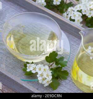 Aubépine, aubépine, aubépine anglaise (Crataegus monogyna), thé aubépine-fleur autofabriqué, Allemagne Banque D'Images