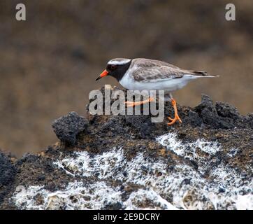 Pluvier à long bec, Tuturuatu (Charadrius novaeseelandiae, Thinornis novaeseelandiae), marche sur la rive rocheuse, vue latérale, Nouvelle-Zélande, Chatham Banque D'Images