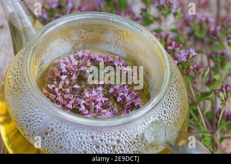 Origanum sauvage, marjoram sauvage (Origanum vulgare), thé autofabriqué à partir de marjoram sauvage, Allemagne Banque D'Images
