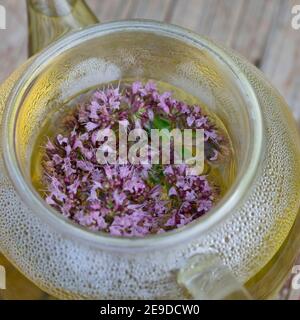 Origanum sauvage, marjoram sauvage (Origanum vulgare), thé autofabriqué à partir de marjoram sauvage, Allemagne Banque D'Images