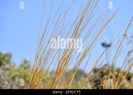 Cliché sélectif de la grande herbe jaune sèche dans un champ contre un ciel bleu Banque D'Images