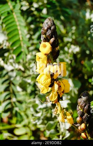 Plan vertical d'un Popcorn senna en fleur dans le jardin Banque D'Images