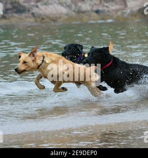 labradors Banque D'Images