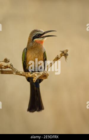 Mangeoire à abeille à façade blanche - Merops bullockoides, magnifique oiseau de couleur des savanes et des buissons africains, Namibie. Banque D'Images