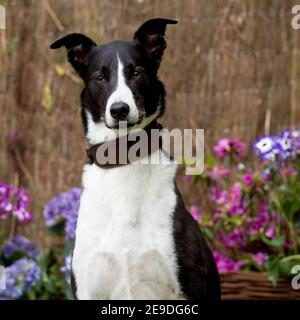 Lurcher Banque D'Images