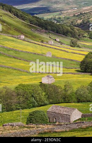 Prairies de foin en pleine fleur, avec des granges de champ, Thwaite Swaledale, parc national de Yorkshire Dales Banque D'Images