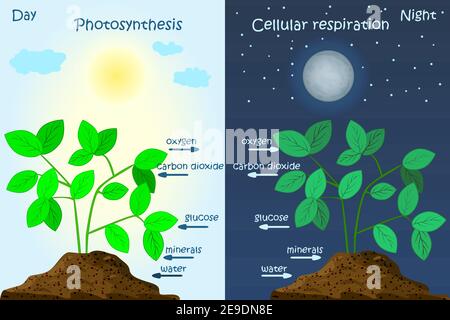 Diagramme de photosynthèse végétale. Photosynthèse explication de la science. Affiche du processus de photosynthèse. Carte d'éducation de la biologie. Illustration vectorielle Illustration de Vecteur