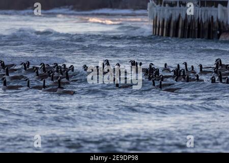 Troupeau d'oies du Canada sur les vagues. Scène nocturne depuis la rive du lac Michigan. Banque D'Images