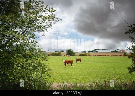 Hereford bétail sur un champ rural près d'une ferme en été avec des nuages sombres qui viennent au-dessus du paysage de campagne. Banque D'Images