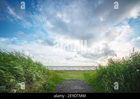 Sentier vers la mer avec des rushes vertes des deux côtés sous un ciel bleu en été Banque D'Images