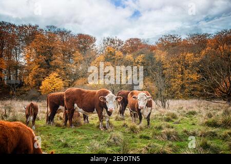 Les vaches de bétail d'Hereford à l'automne debout sur une zone rurale champ près d'une forêt aux couleurs de l'automne Banque D'Images