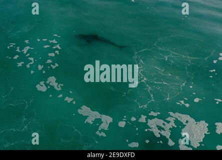 Hadera. 3 février 2021. La photo aérienne prise le 3 février 2021 montre un requin dans la mer Méditerranée au large de la côte de la ville israélienne du nord de Hadera. Credit: Gil Cohen Magen/Xinhua/Alay Live News Banque D'Images