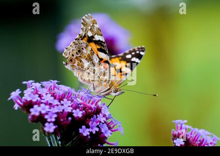 Papillon, Dame peinte (Vanessa cardui). Trouvé au Royaume-Uni mais les chiffres varient d'une année à l'autre. Photo de l'alimentation sur Verbena. (Vue sous-aile). Banque D'Images