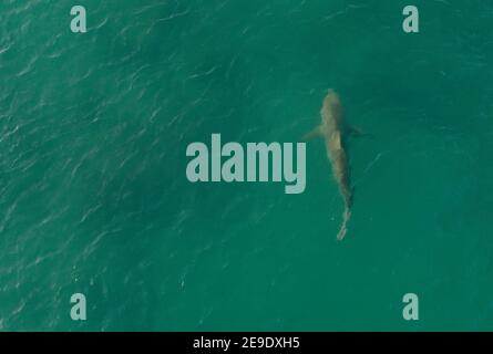 Hadera. 3 février 2021. La photo aérienne prise le 3 février 2021 montre un requin dans la mer Méditerranée au large de la côte de la ville israélienne du nord de Hadera. Credit: Gil Cohen Magen/Xinhua/Alay Live News Banque D'Images