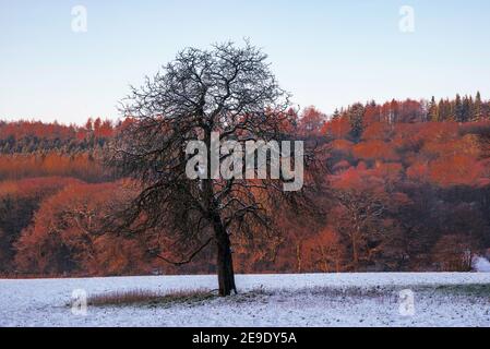 Arbre isolé loin de la forêt dans la neige. Banque D'Images