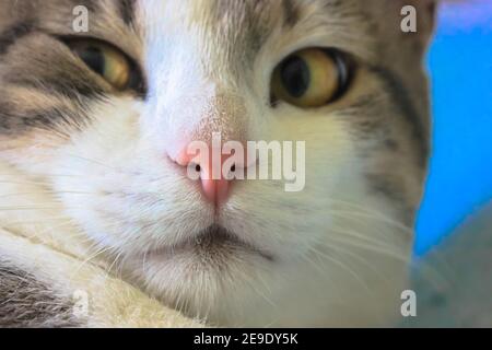 Chat à fourrure rayé cheeky avec les yeux jaunes et le nez rose regardant vers la gauche. Arrière-plan bleu. Banque D'Images