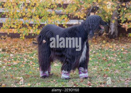 Le joli chien afghan noir est debout sur une herbe verte dans le parc d'automne. Animaux de compagnie. Cinq ans. Chien de race. Banque D'Images