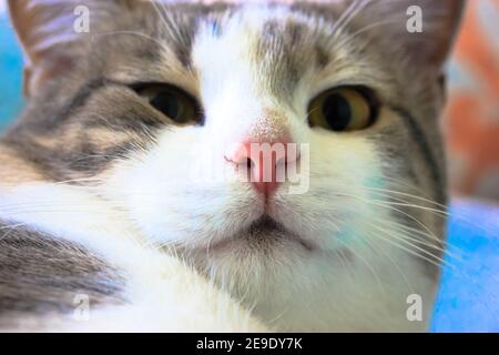 Chat à fourrure rayé cheeky avec les yeux jaunes et le nez rose regardant directement l'appareil photo. Arrière-plan bleu. Banque D'Images