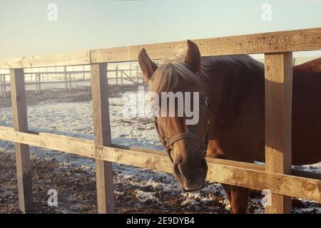 Promenade à cheval dans un enclos d'hiver - image de mise au point sélective Banque D'Images