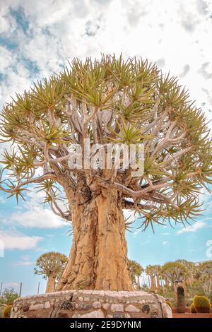 Forêt d'arbres de quiver en Afrique du Sud Cap Nord Banque D'Images