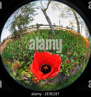 Une tulipe rouge unique attend ses frères et sœurs dans ce fisheye Vue à Roosen Gaarde pendant le 2011 Skagit Valley Tulip Festival Banque D'Images