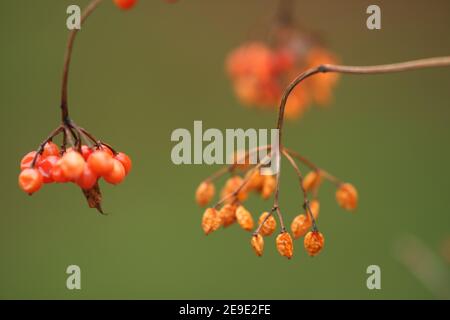 Baies d'orange de Hawthorn sur la branche en bokeh vert flou Banque D'Images
