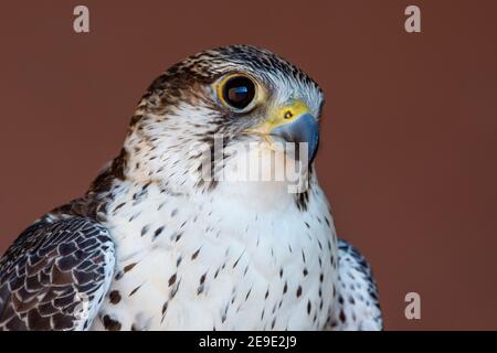 Tête de mélange hybride Falcon (Falco cherrug) de Saker (Saqr) très gros plan. Fauconnerie ou garder les faucons et les courses au Moyen-Orient. Banque D'Images