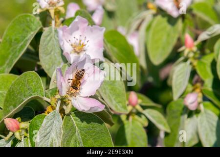 Abeille collectant le pollen d'une fleur de coing. Abeilles sur un coing à fleurs. Gros plan abeille bourdonneuse sur fond rose de pollen de fleur de cosmos, insecte dedans Banque D'Images