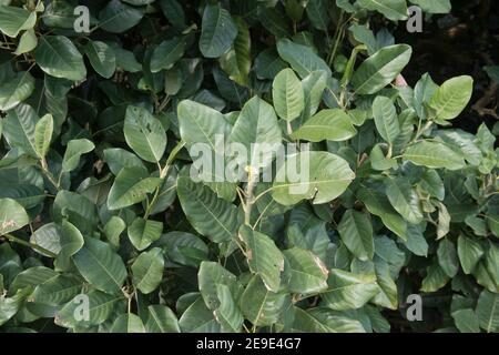 Gros plan sur le feuillage printanier d'un arbuste magnolia (Magnolia delavayi) d'Evergreen Delavay qui grandit dans un jardin dans les Cornouailles rurales, en Angleterre, au Royaume-Uni Banque D'Images