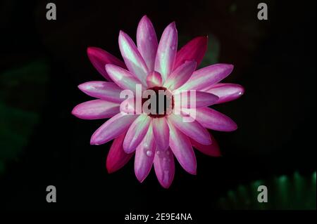 Des fleurs de lotus roses fleurissent le soir, entourées de feuilles de lotus vertes dans la piscine du parc. Belles fleurs tropicales. Banque D'Images