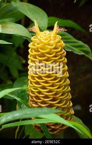 Zingiber spectabile Griff connu sous le nom de zingiberaceae fleur tropicale. Banque D'Images