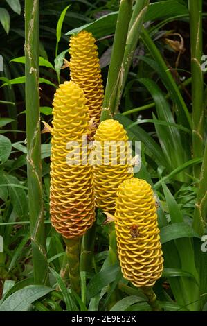 Zingiber spectabile Griff connu sous le nom de zingiberaceae fleur tropicale. Banque D'Images