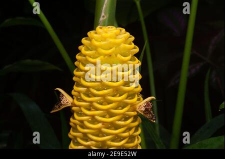 Zingiber spectabile Griff connu sous le nom de zingiberaceae fleur tropicale. Banque D'Images