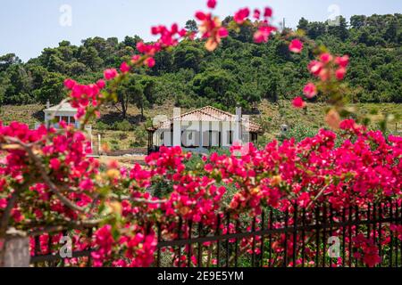 Fleurs rouges qui regardent une clôture dans un après-midi lumineux en Grèce. Banque D'Images