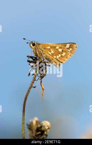 Hespérie à pois argentés Butterfly, Epargyreus clarus, au repos, réserve naturelle nationale Aston Rowant, Oxfordshire, le 10 août 2020. Banque D'Images