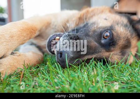 Chien de berger sur l'herbe. Banque D'Images