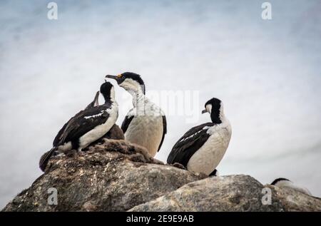 Cormorans/scories antarctiques, Antarctique Banque D'Images