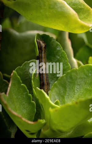 Chenille du genre Spodoptera mangeant la feuille du Plante Flaming Katy de l'espèce Kalanchoe blossfeldiana Banque D'Images